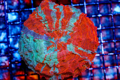 wholesale_coral - saltwater_fish saltwater_coral - rare corals - coralsdepot - Corals_Depot - live_corals - eye - catching - coral quality_marine_fish - quality - marine discoun