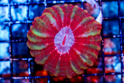 wholesale_coral - saltwater_fish saltwater_coral - rare corals - coralsdepot - Corals_Depot - live_corals - eye - catching - coral quality_marine_fish - quality - marine discoun