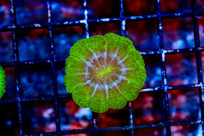 wholesale_coral - saltwater_fish saltwater_coral - rare corals - coralsdepot - Corals_Depot - live_corals - eye - catching - coral quality_marine_fish - quality - marine discoun