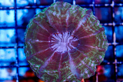 wholesale_coral - saltwater_fish saltwater_coral - rare corals - coralsdepot - Corals_Depot - live_corals - eye - catching - coral quality_marine_fish - quality - marine discoun