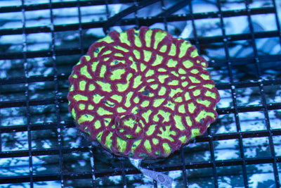 wholesale_coral - saltwater_fish saltwater_coral - rare corals - coralsdepot - Corals_Depot - live_corals - eye - catching - coral quality_marine_fish - quality - marine discoun