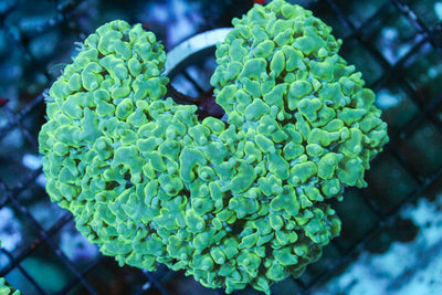 wholesale_coral - saltwater_fish saltwater_coral - rare corals - coralsdepot - Corals_Depot - live_corals - eye - catching - coral quality_marine_fish - quality - marine discoun