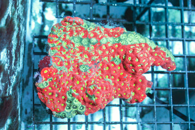 wholesale_coral - saltwater_fish saltwater_coral - rare corals - coralsdepot - Corals_Depot - live_corals - eye - catching - coral quality_marine_fish - quality - marine discoun