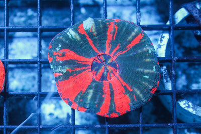 wholesale_coral - saltwater_fish saltwater_coral - rare corals - coralsdepot - Corals_Depot - live_corals - eye - catching - coral quality_marine_fish - quality - marine discoun