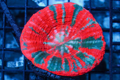 wholesale_coral - saltwater_fish saltwater_coral - rare corals - coralsdepot - Corals_Depot - live_corals - eye - catching - coral quality_marine_fish - quality - marine discoun