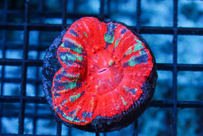 wholesale_coral - saltwater_fish saltwater_coral - rare corals - coralsdepot - Corals_Depot - live_corals - eye - catching - coral quality_marine_fish - quality - marine discoun