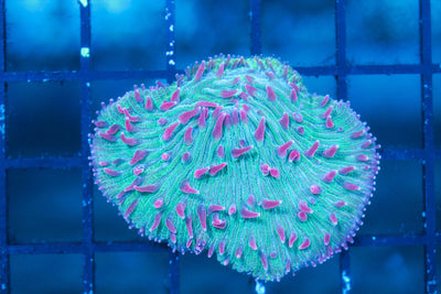 wholesale_coral - saltwater_fish saltwater_coral - rare corals - coralsdepot - Corals_Depot - live_corals - eye - catching - coral quality_marine_fish - quality - marine discoun