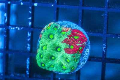 wholesale_coral - saltwater_fish saltwater_coral - rare corals - coralsdepot - Corals_Depot - live_corals - eye - catching - coral quality_marine_fish - quality - marine discoun