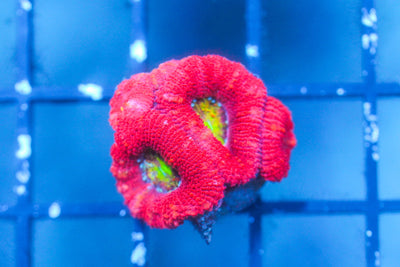 wholesale_coral - saltwater_fish saltwater_coral - rare corals - coralsdepot - Corals_Depot - live_corals - eye - catching - coral quality_marine_fish - quality - marine discoun