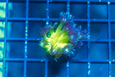 wholesale_coral - saltwater_fish saltwater_coral - rare corals - coralsdepot - Corals_Depot - live_corals - eye - catching - coral quality_marine_fish - quality - marine discoun