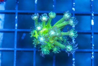 wholesale_coral - saltwater_fish saltwater_coral - rare corals - coralsdepot - Corals_Depot - live_corals - eye - catching - coral quality_marine_fish - quality - marine discoun