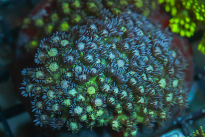 wholesale_coral - saltwater_fish saltwater_coral - rare corals - coralsdepot - Corals_Depot - live_corals - eye - catching - coral quality_marine_fish - quality - marine discoun