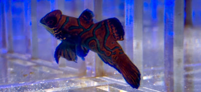 wholesale_coral - saltwater_fish saltwater_coral - rare corals - coralsdepot - Corals_Depot - live_corals - eye - catching - coral quality_marine_fish - quality - marine discoun