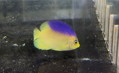 #wholesale_coral# - #saltwater_fish# #saltwater_coral# - #rare corals# - #coralsdepot# - #Corals_Depot# - #live_corals# - #eye-catching-coral# #quality_marine_fish# -#quality-marine# #discoun