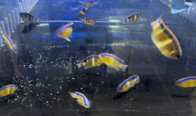 wholesale_coral - saltwater_fish saltwater_coral - rare corals - coralsdepot - Corals_Depot - live_corals - eye - catching - coral quality_marine_fish - quality - marine discoun