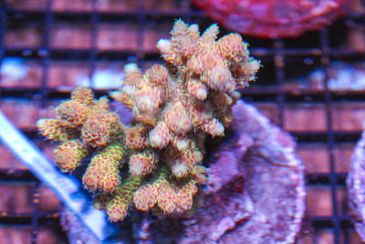 #wholesale_coral# - #saltwater_fish# #saltwater_coral# - #rare corals# - #coralsdepot# - #Corals_Depot# - #live_corals# - #eye-catching-coral# #quality_marine_fish# -#quality-marine# #discoun