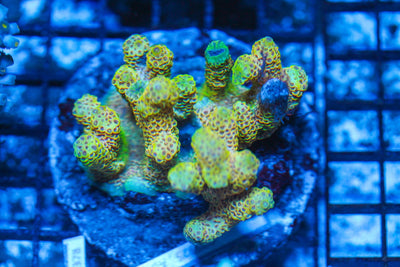 #wholesale_coral# - #saltwater_fish# #saltwater_coral# - #rare corals# - #coralsdepot# - #Corals_Depot# - #live_corals# - #eye-catching-coral# #quality_marine_fish# -#quality-marine# #discoun