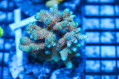 #wholesale_coral# - #saltwater_fish# #saltwater_coral# - #rare corals# - #coralsdepot# - #Corals_Depot# - #live_corals# - #eye-catching-coral# #quality_marine_fish# -#quality-marine# #discoun
