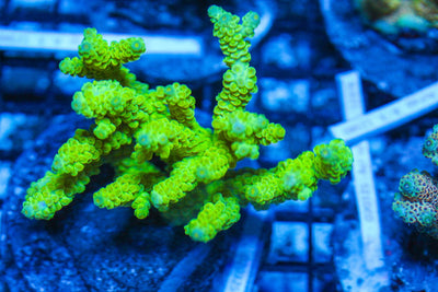 #wholesale_coral# - #saltwater_fish# #saltwater_coral# - #rare corals# - #coralsdepot# - #Corals_Depot# - #live_corals# - #eye-catching-coral# #quality_marine_fish# -#quality-marine# #discoun