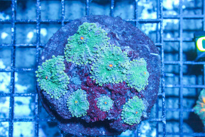 #wholesale_coral# - #saltwater_fish# #saltwater_coral# - #rare corals# - #coralsdepot# - #Corals_Depot# - #live_corals# - #eye-catching-coral# #quality_marine_fish# -#quality-marine# #discoun