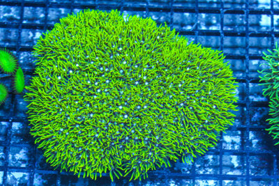 #wholesale_coral# - #saltwater_fish# #saltwater_coral# - #rare corals# - #coralsdepot# - #Corals_Depot# - #live_corals# - #eye-catching-coral# #quality_marine_fish# -#quality-marine# #discoun