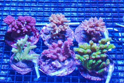 #wholesale_coral# - #saltwater_fish# #saltwater_coral# - #rare corals# - #coralsdepot# - #Corals_Depot# - #live_corals# - #eye-catching-coral# #quality_marine_fish# -#quality-marine# #discoun