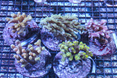 #wholesale_coral# - #saltwater_fish# #saltwater_coral# - #rare corals# - #coralsdepot# - #Corals_Depot# - #live_corals# - #eye-catching-coral# #quality_marine_fish# -#quality-marine# #discoun