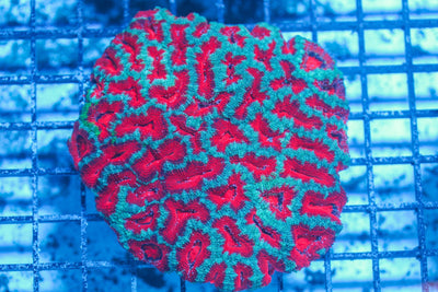 #wholesale_coral# - #saltwater_fish# #saltwater_coral# - #rare corals# - #coralsdepot# - #Corals_Depot# - #live_corals# - #eye-catching-coral# #quality_marine_fish# -#quality-marine# #discoun