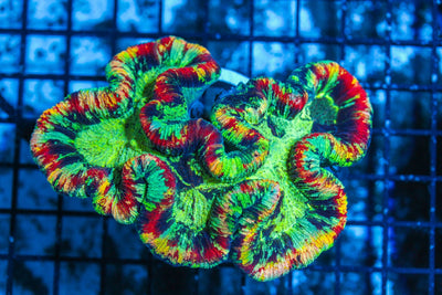 #wholesale_coral# - #saltwater_fish# #saltwater_coral# - #rare corals# - #coralsdepot# - #Corals_Depot# - #live_corals# - #eye-catching-coral# #quality_marine_fish# -#quality-marine# #discoun