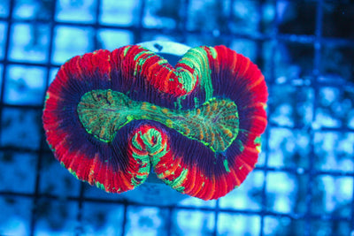 #wholesale_coral# - #saltwater_fish# #saltwater_coral# - #rare corals# - #coralsdepot# - #Corals_Depot# - #live_corals# - #eye-catching-coral# #quality_marine_fish# -#quality-marine# #discoun
