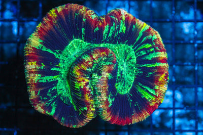 #wholesale_coral# - #saltwater_fish# #saltwater_coral# - #rare corals# - #coralsdepot# - #Corals_Depot# - #live_corals# - #eye-catching-coral# #quality_marine_fish# -#quality-marine# #discoun