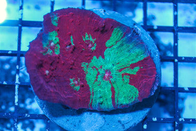 wholesale_coral - saltwater_fish saltwater_coral - rare corals - coralsdepot - Corals_Depot - live_corals - eye-catching-coral quality_marine_fish -quality-marine discoun
