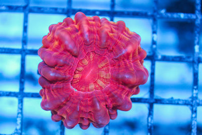 wholesale_coral - saltwater_fish saltwater_coral - rare corals - coralsdepot - Corals_Depot - live_corals - eye-catching-coral quality_marine_fish -quality-marine discoun