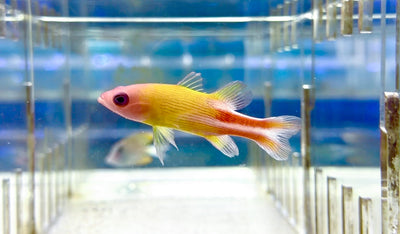 wholesale_coral - saltwater_fish saltwater_coral - rare corals - coralsdepot - Corals_Depot - live_corals - eye - catching - coral quality_marine_fish - quality - marine discoun