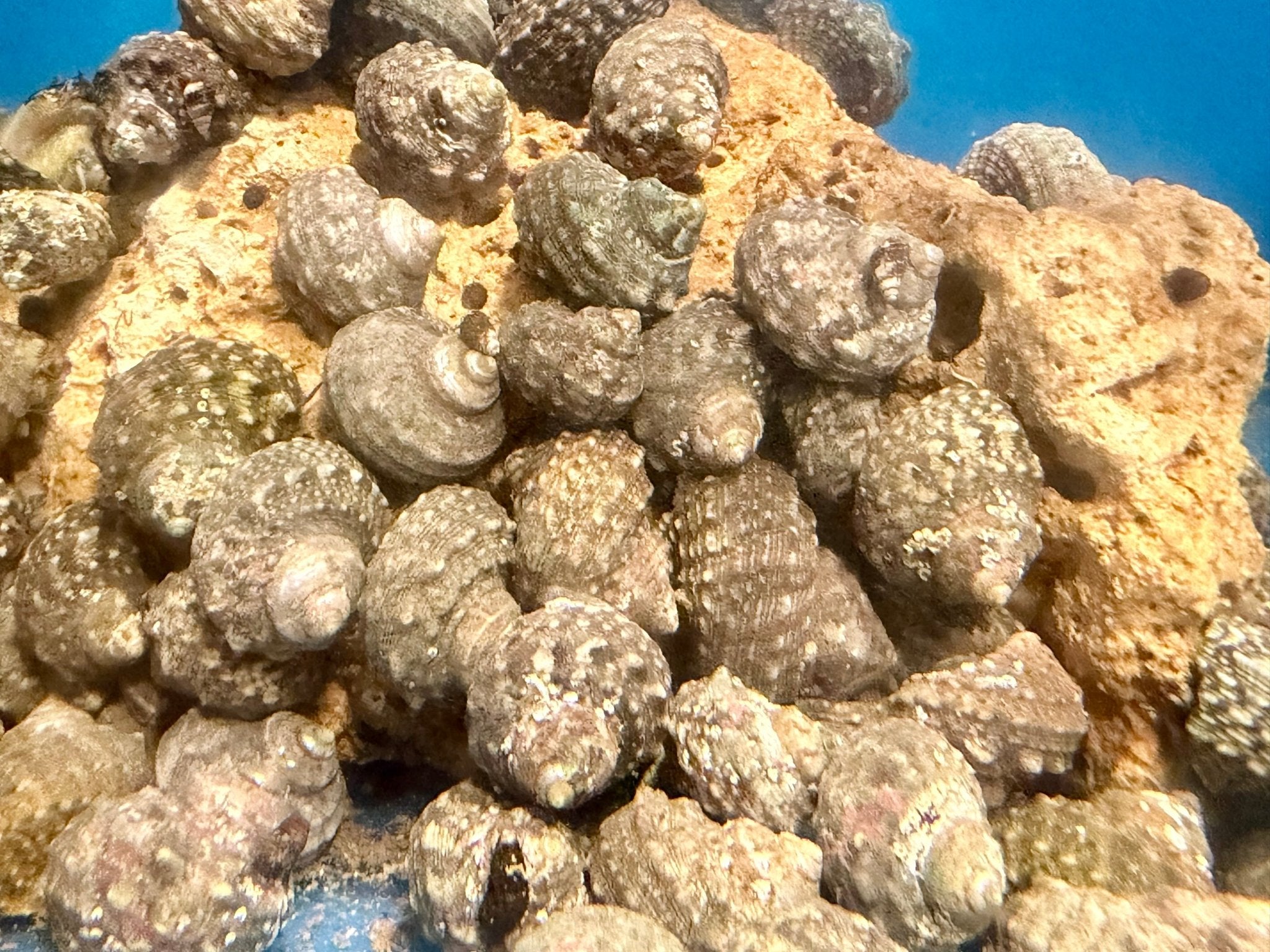 wholesale_coral - saltwater_fish saltwater_coral - rare corals - coralsdepot - Corals_Depot - live_corals - eye - catching - coral quality_marine_fish - quality - marine discoun