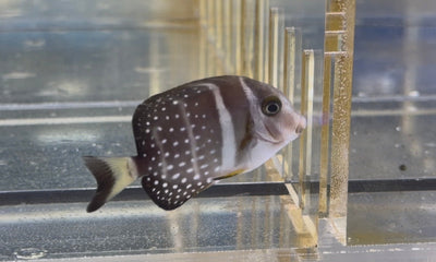 wholesale_coral - saltwater_fish saltwater_coral - rare corals - coralsdepot - Corals_Depot - live_corals - eye - catching - coral quality_marine_fish - quality - marine discoun