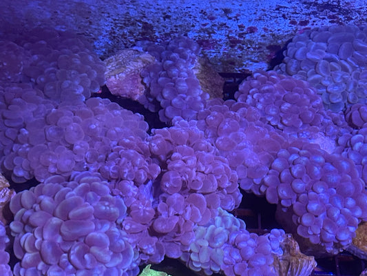 Aussie White Bubble Coral