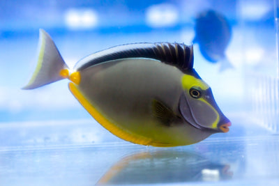 wholesale_coral - saltwater_fish saltwater_coral - rare corals - coralsdepot - Corals_Depot - live_corals - eye - catching - coral quality_marine_fish - quality - marine discoun