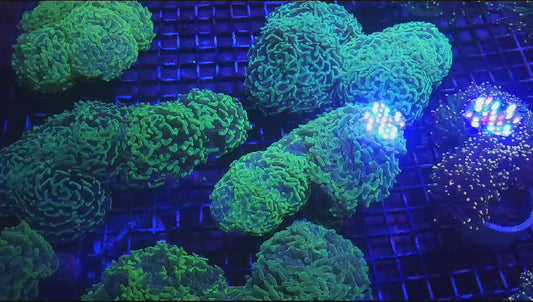 Coral Video 2!