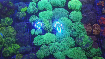 New Coral Videos for 7/31/2023!