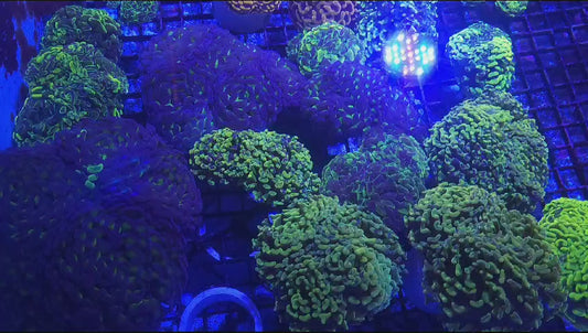 Coral Video 3!