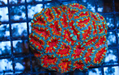 wholesale_coral - saltwater_fish saltwater_coral - rare corals - coralsdepot - Corals_Depot - live_corals - eye - catching - coral quality_marine_fish - quality - marine discoun