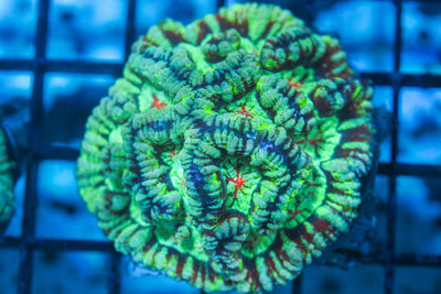 wholesale_coral - saltwater_fish saltwater_coral - rare corals - coralsdepot - Corals_Depot - live_corals - eye - catching - coral quality_marine_fish - quality - marine discoun