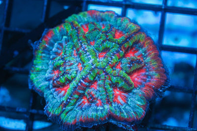 wholesale_coral - saltwater_fish saltwater_coral - rare corals - coralsdepot - Corals_Depot - live_corals - eye - catching - coral quality_marine_fish - quality - marine discoun