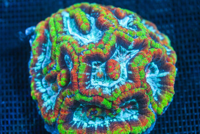 wholesale_coral - saltwater_fish saltwater_coral - rare corals - coralsdepot - Corals_Depot - live_corals - eye - catching - coral quality_marine_fish - quality - marine discoun