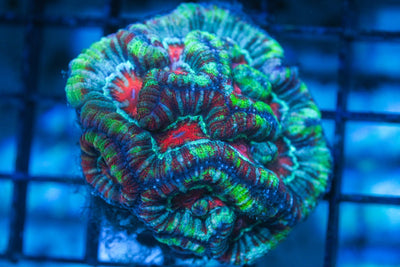 wholesale_coral - saltwater_fish saltwater_coral - rare corals - coralsdepot - Corals_Depot - live_corals - eye - catching - coral quality_marine_fish - quality - marine discoun