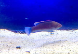 wholesale_coral - saltwater_fish saltwater_coral - rare corals - coralsdepot - Corals_Depot - live_corals - eye - catching - coral quality_marine_fish - quality - marine discoun