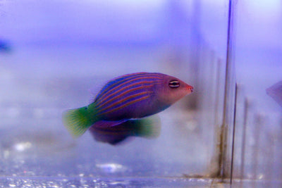 wholesale_coral - saltwater_fish saltwater_coral - rare corals - coralsdepot - Corals_Depot - live_corals - eye - catching - coral quality_marine_fish - quality - marine discoun