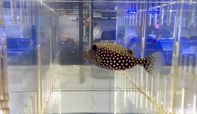 wholesale_coral - saltwater_fish saltwater_coral - rare corals - coralsdepot - Corals_Depot - live_corals - eye - catching - coral quality_marine_fish - quality - marine discoun