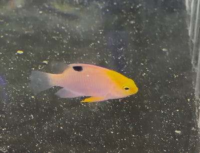 wholesale_coral - saltwater_fish saltwater_coral - rare corals - coralsdepot - Corals_Depot - live_corals - eye - catching - coral quality_marine_fish - quality - marine discoun